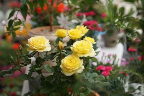 yellow-roses-3382401_640.jpg