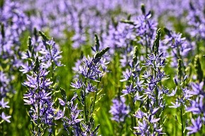 camassia-leichtlinii-3375413_640.jpg