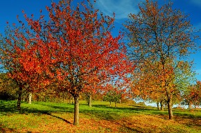 autumn-3609244_640.jpg