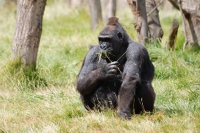 mountain-gorilla-416772_640.jpg
