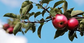 apple-2788651_640.jpg