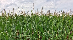 corn-892595_640.jpg