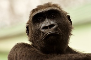 gorilla-3320487_640.jpg