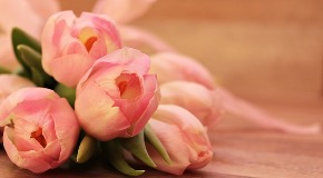 tulips-2068692_640.jpg