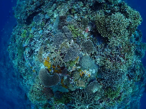 S__60407831.jpg