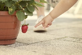 strawberry-619397_640.jpg