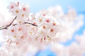 japan-2218768_640.jpg