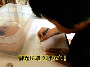 標本.jpg