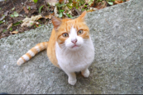 猫　視線.jpg