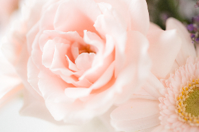 rose1H4A2031.jpg