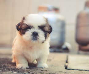 子犬.png