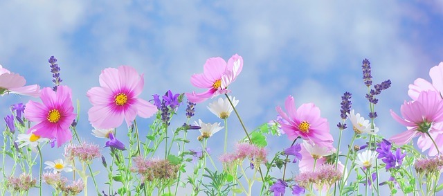 wild-flowers-571940_640.jpg