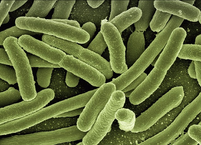 koli-bacteria-123081_640.jpg
