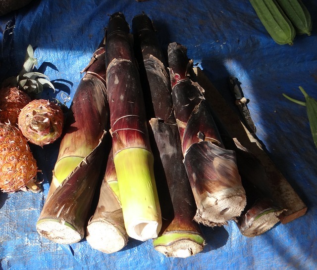 bamboo-shoots-385314_640.jpg