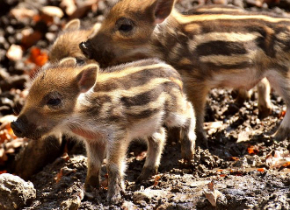 wild-pigs-3279479__480.jpg