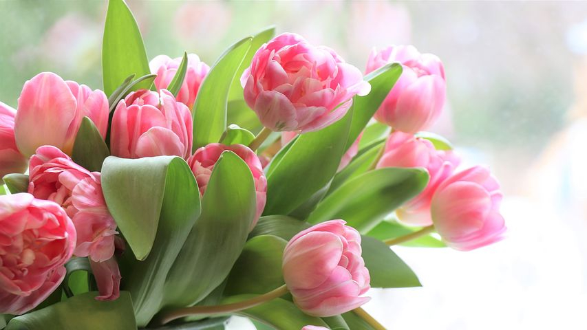 tulips-4026273__480.jpg