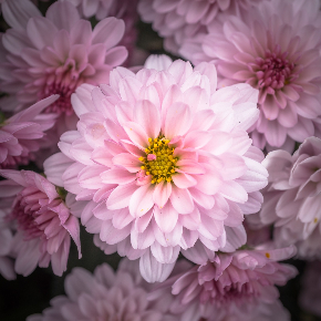 chrysanthemum-2896750_1280.jpg