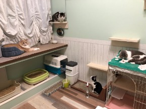 サロンの猫たち.jpg