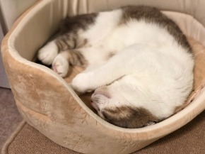 マミー猫ベッド.jpg