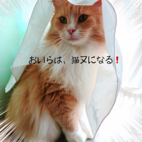 まろん猫又.JPG