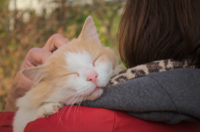 飼い主の肩で眠る猫.jpg