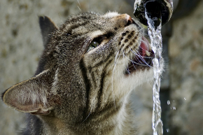 水を飲む猫.jpg