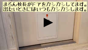 まろん動画スクショ.png