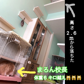 まろん飛び猫ダイブ.JPG