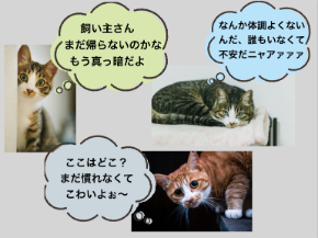 不安な猫ちゃんたちの声.png