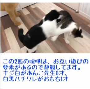 喧嘩するんか〜い.png