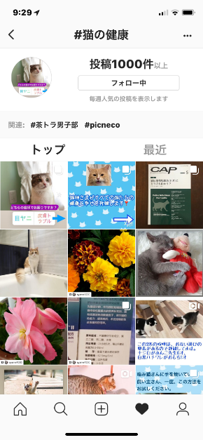 猫の病気一位.PNG