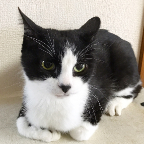 おむすびちゃん.jpg