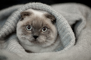 猫毛布.jpeg