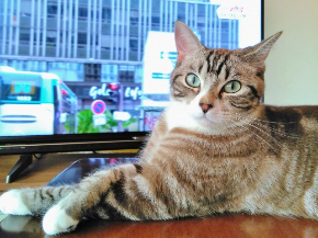 テレビ猫.jpg