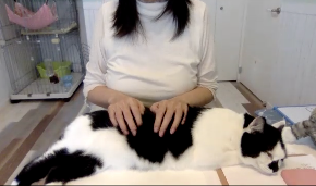 猫ヒーリングお手本おもち.png