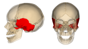 Temporal_bone.png