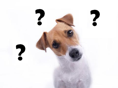 dog_question.jpg