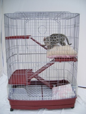 cage_cat.jpg