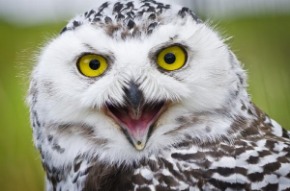angry-owl2.jpg