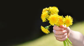 dandelion-735814_1920.jpg
