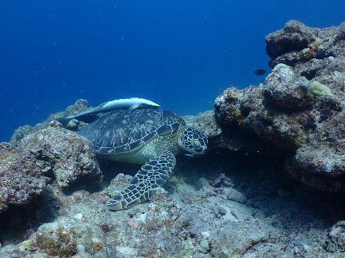 P7200016.JPG