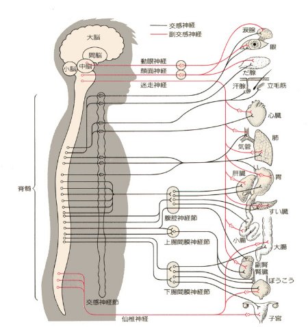 autonomic.jpg