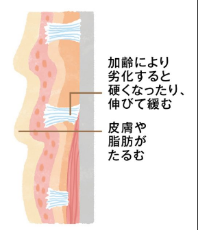 リガメント2.png