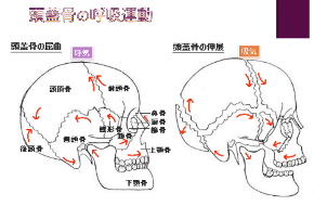 頭蓋骨.png