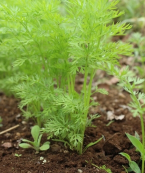 スクリーンショット 2019-09-16 11.54.59.png