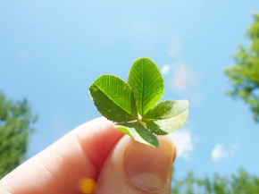 four-leaf-clover-19776_1920.jpg