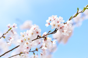 spring-2218771_1280.jpg