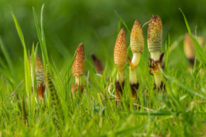 horsetail-3317962_1280.jpg
