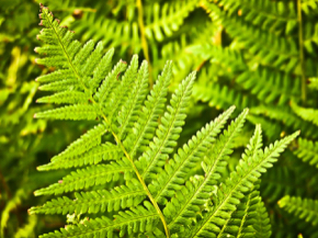 fern-1105988_1280.jpg