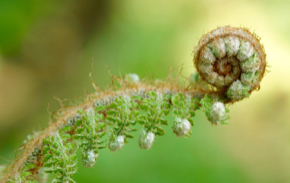 fern-2332262_1280.jpg